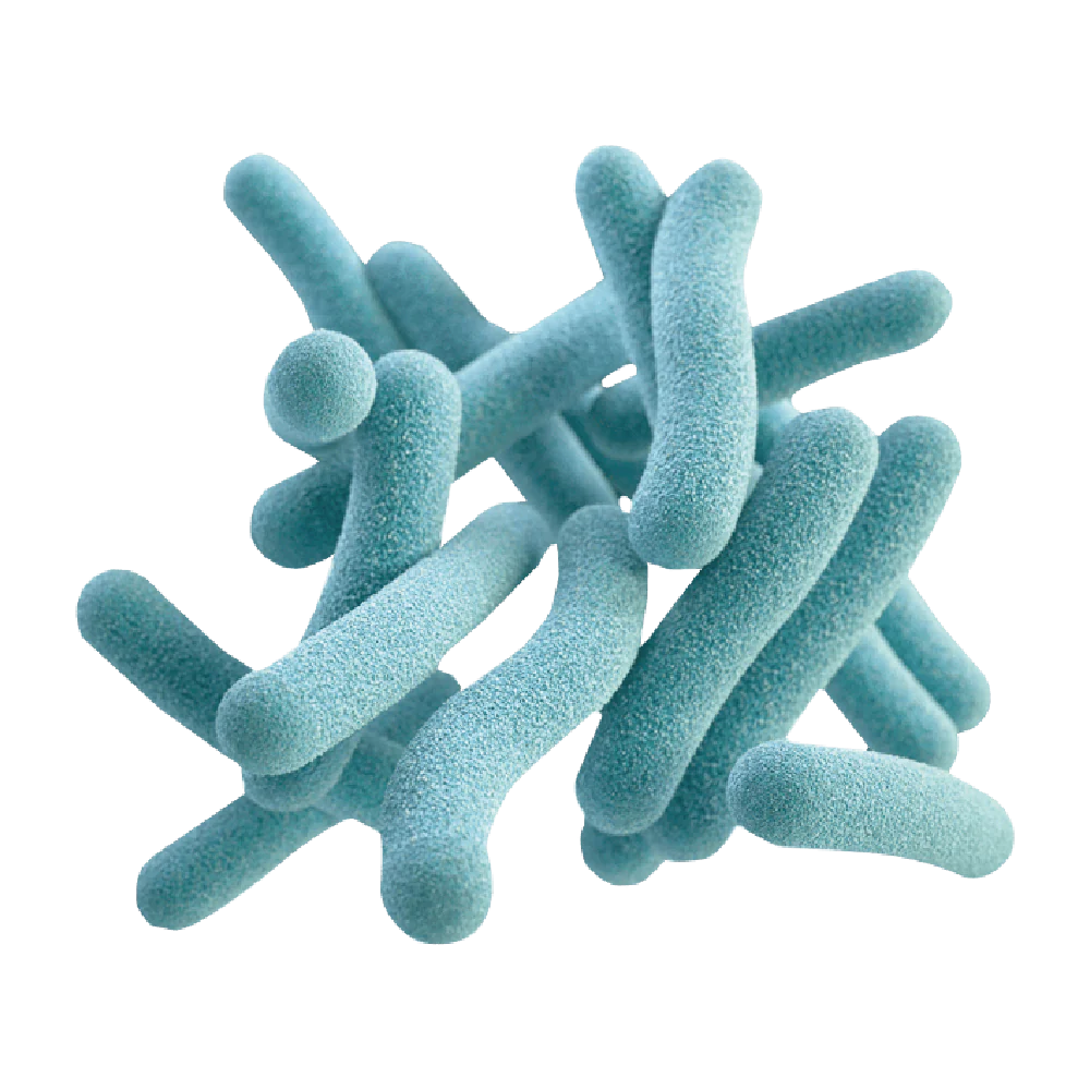 Prebiotics